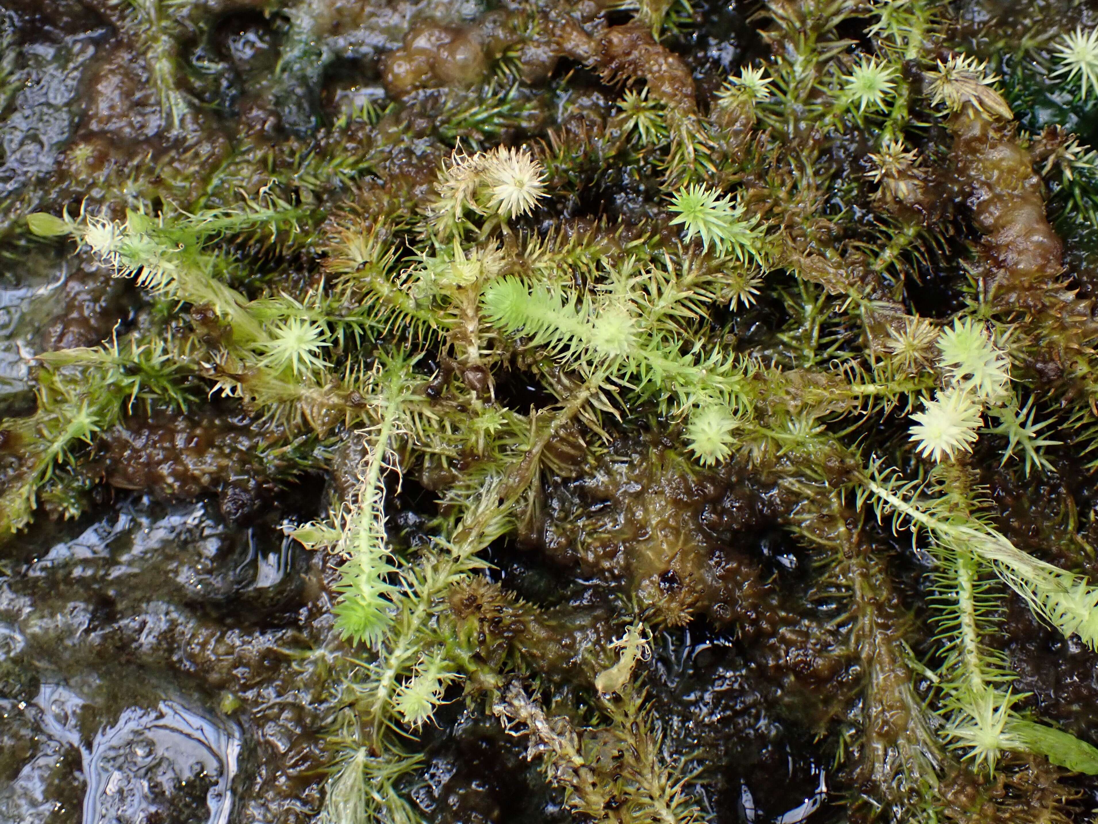 Image of bog-moss family