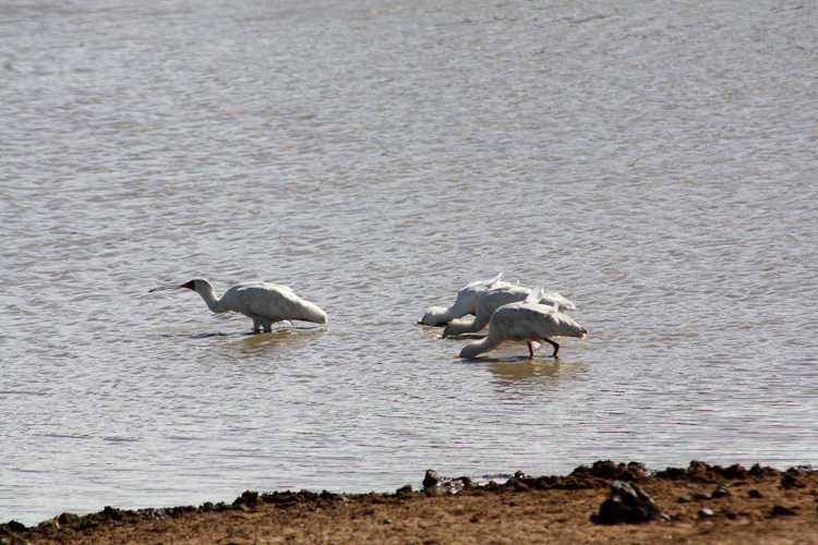 Image of African Spoonbill