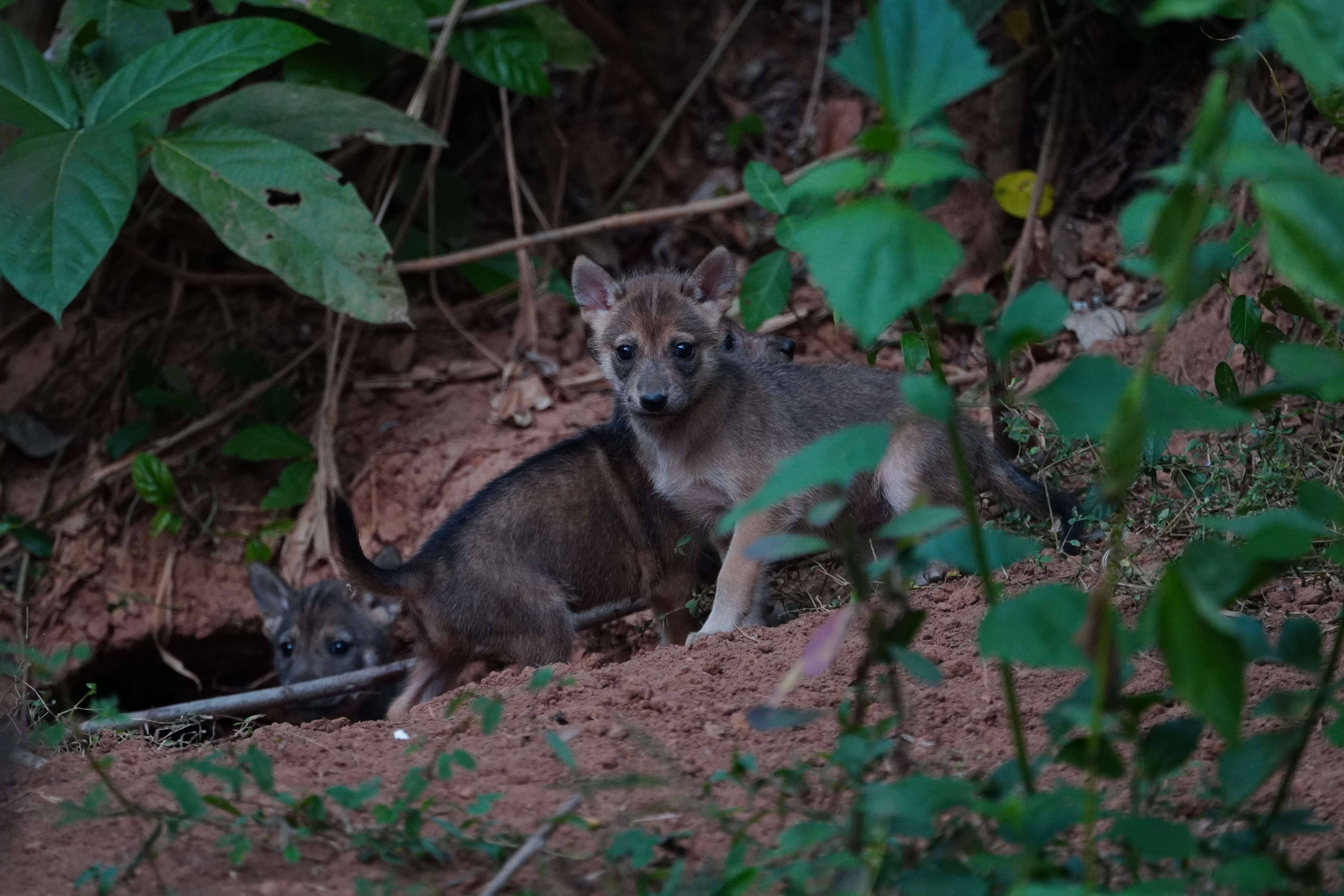 Image of golden jackal