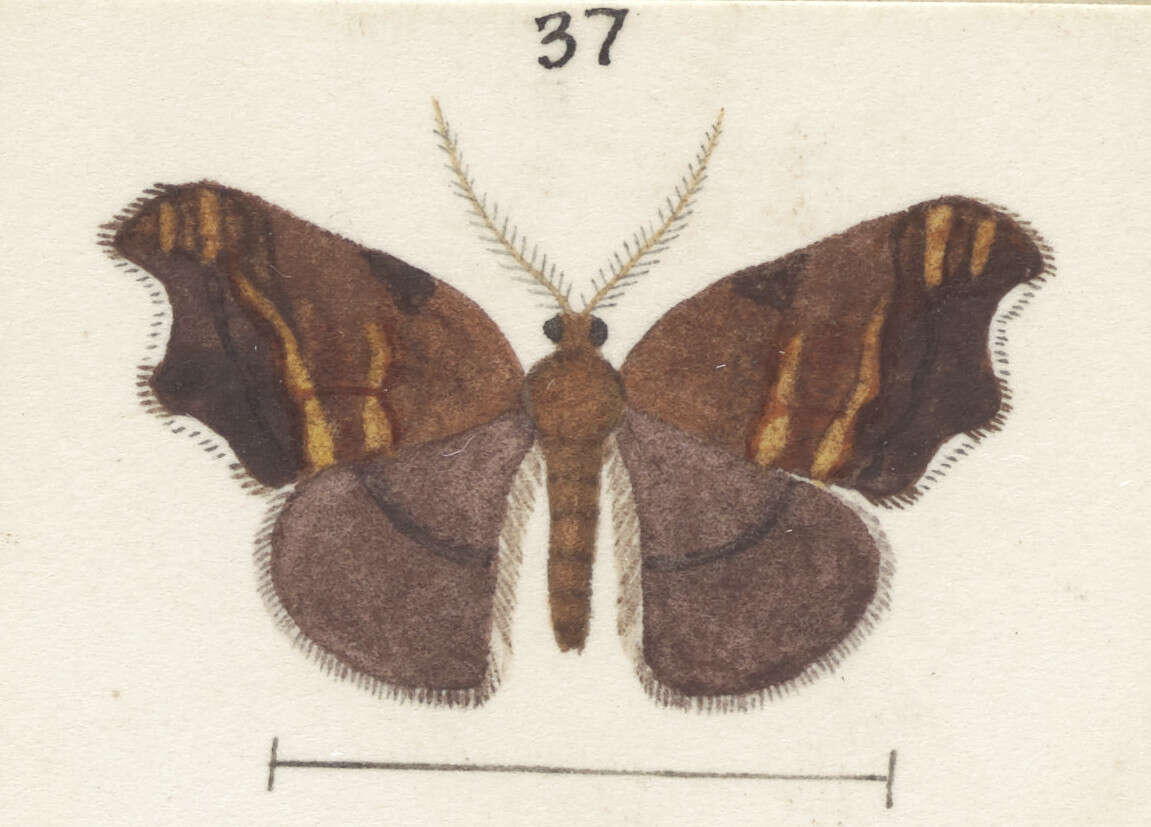 Image of Paradetis porphyrias Meyrick 1884