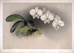 Image de Phalaenopsis leucorrhoda Rchb. fil.