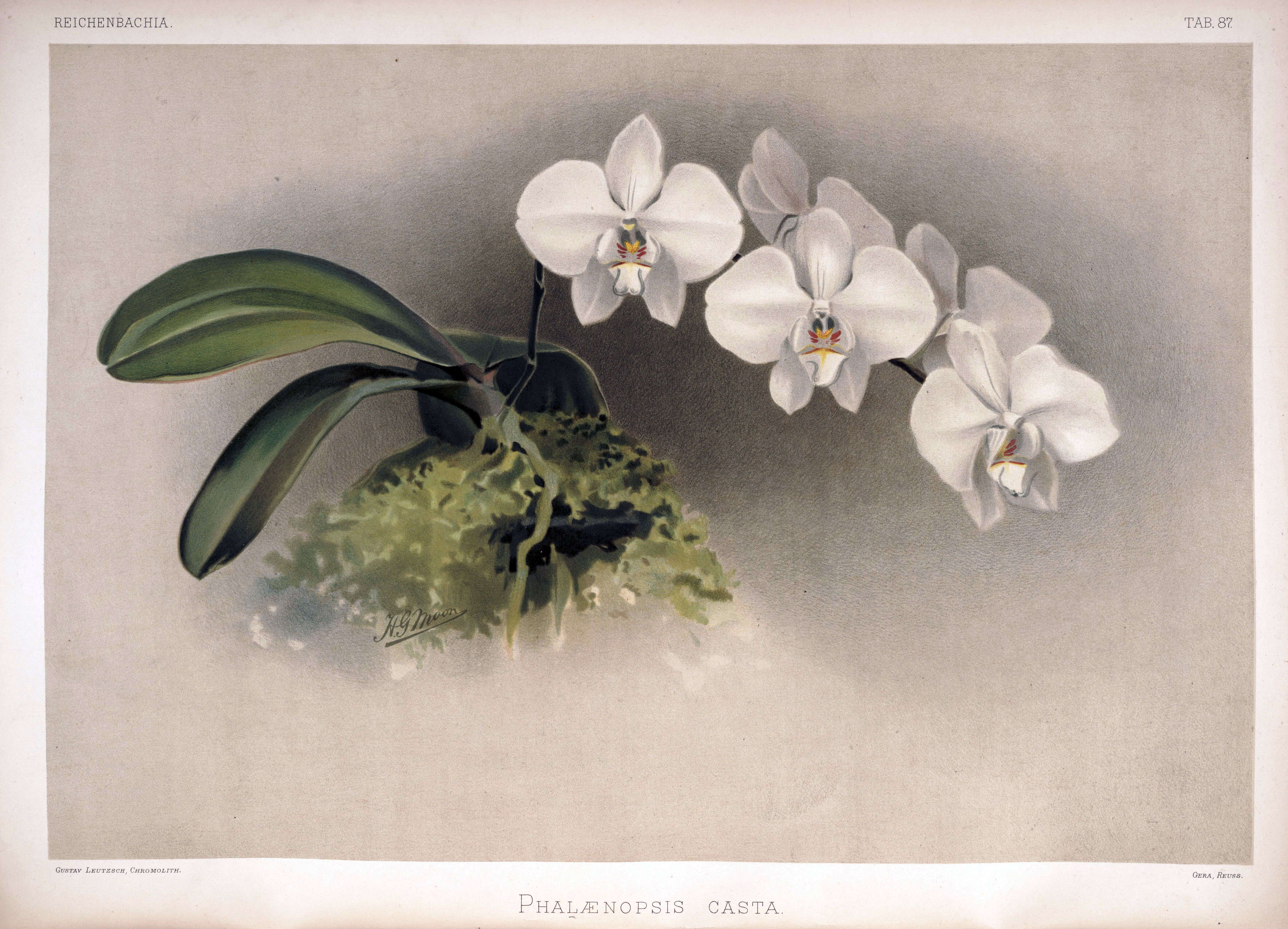 Image de Phalaenopsis leucorrhoda Rchb. fil.