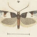 Image of Trachypepla ingenua Meyrick 1911