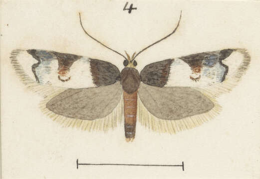 Image of Trachypepla ingenua Meyrick 1911