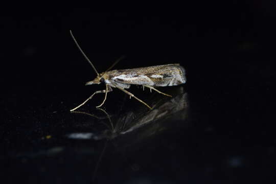 Image of Orocrambus vulgaris Butler 1877