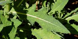 Imagem de Sonchus kirkii B. G. Hamlin