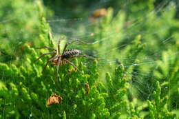 Image of Agelena labyrinthica (Clerck 1757)