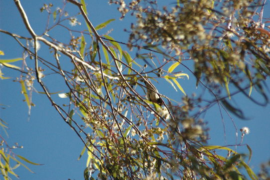 18.https www inaturalist org photos 347127.580x360