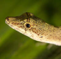 Image of Brown-eared anole