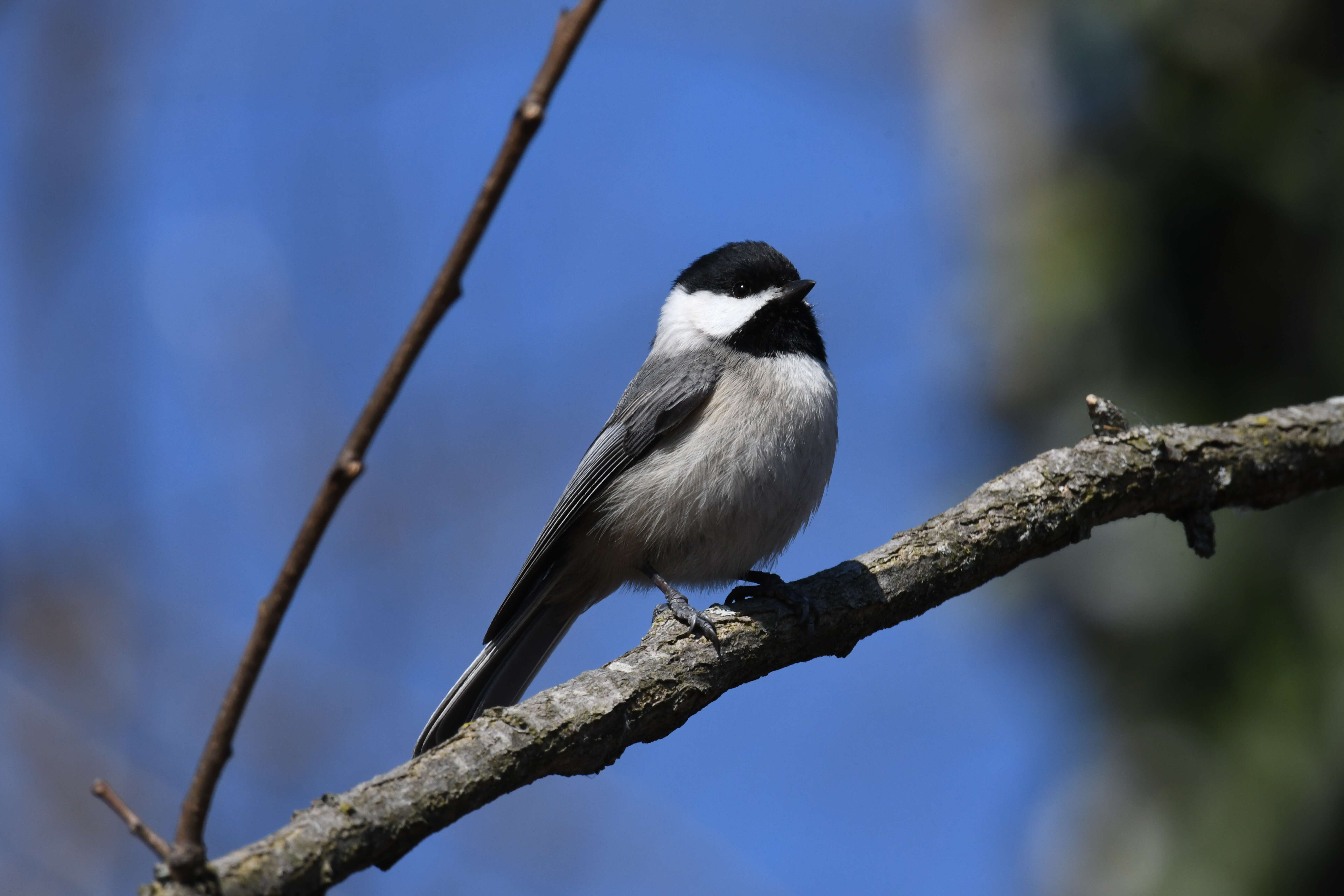 Image of Carolina Chickadee