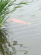 Image of <i>Cyprinus <i>carpio</i></i> carpio