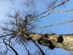 Image of Eurasian elm