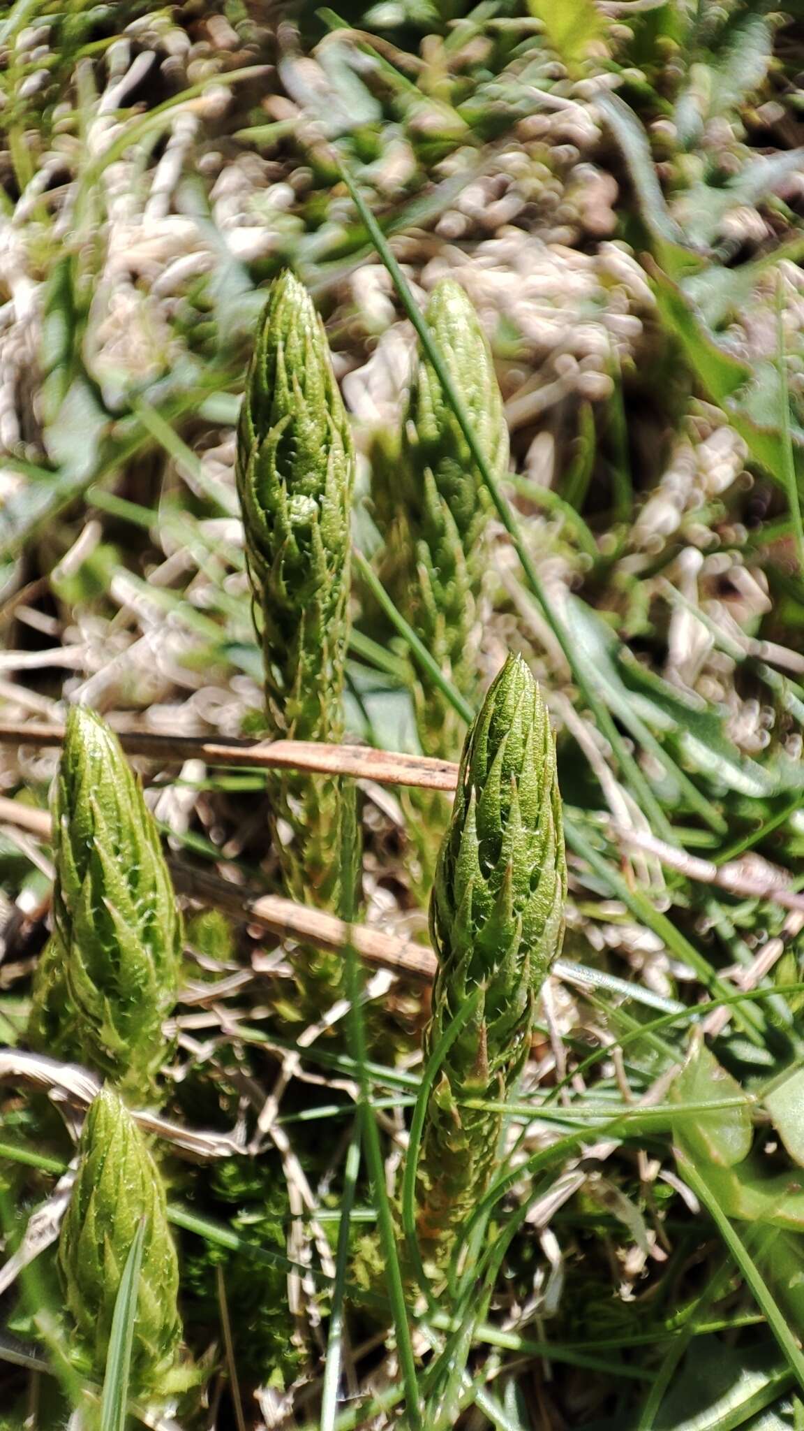 صورة Selaginella selaginoides (L.) Schrank & C. F. P. Mart.