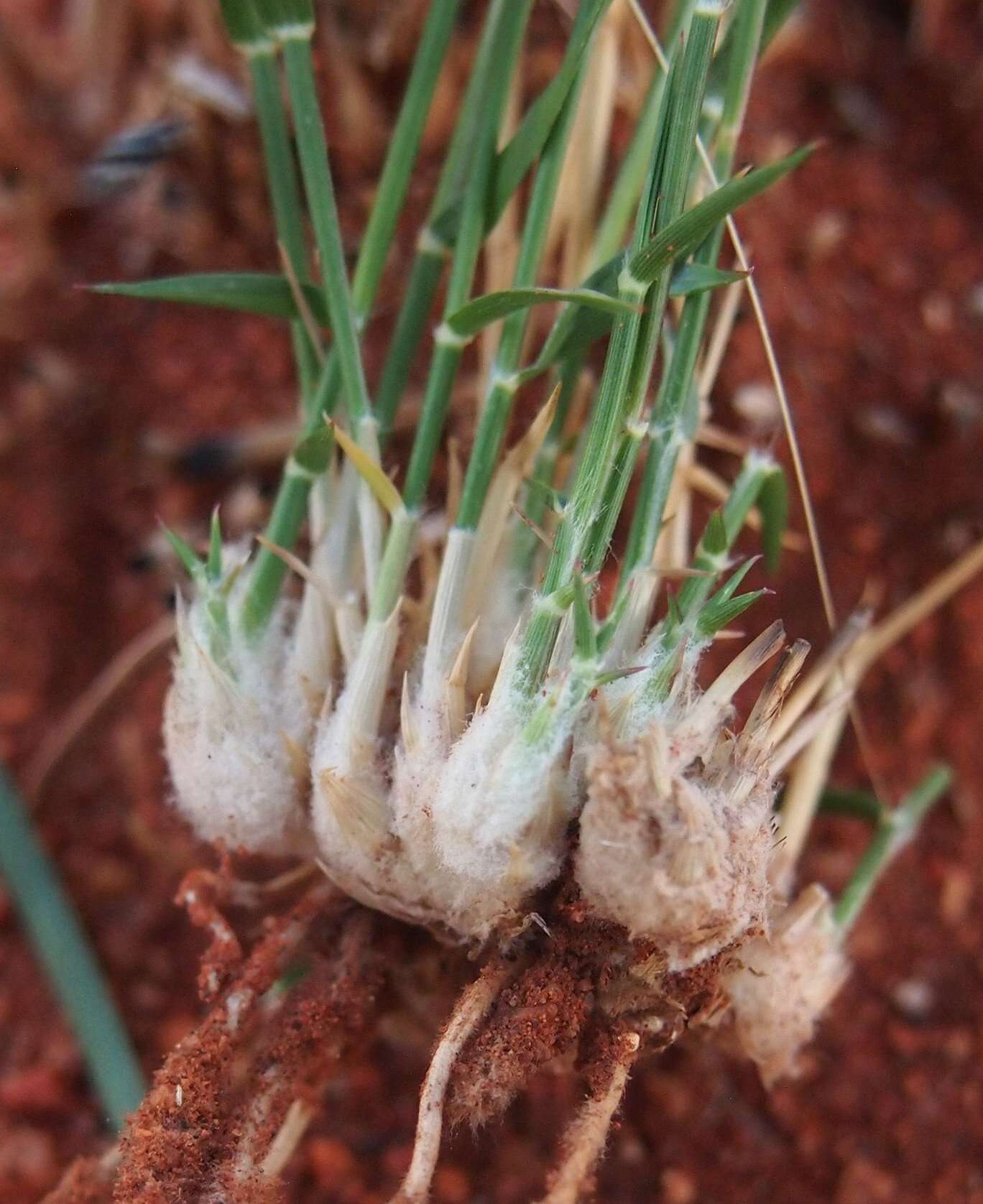 Image of Eragrostis eriopoda Benth.