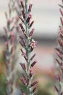 Image of Adromischus cooperi (Bak.) A. Berger