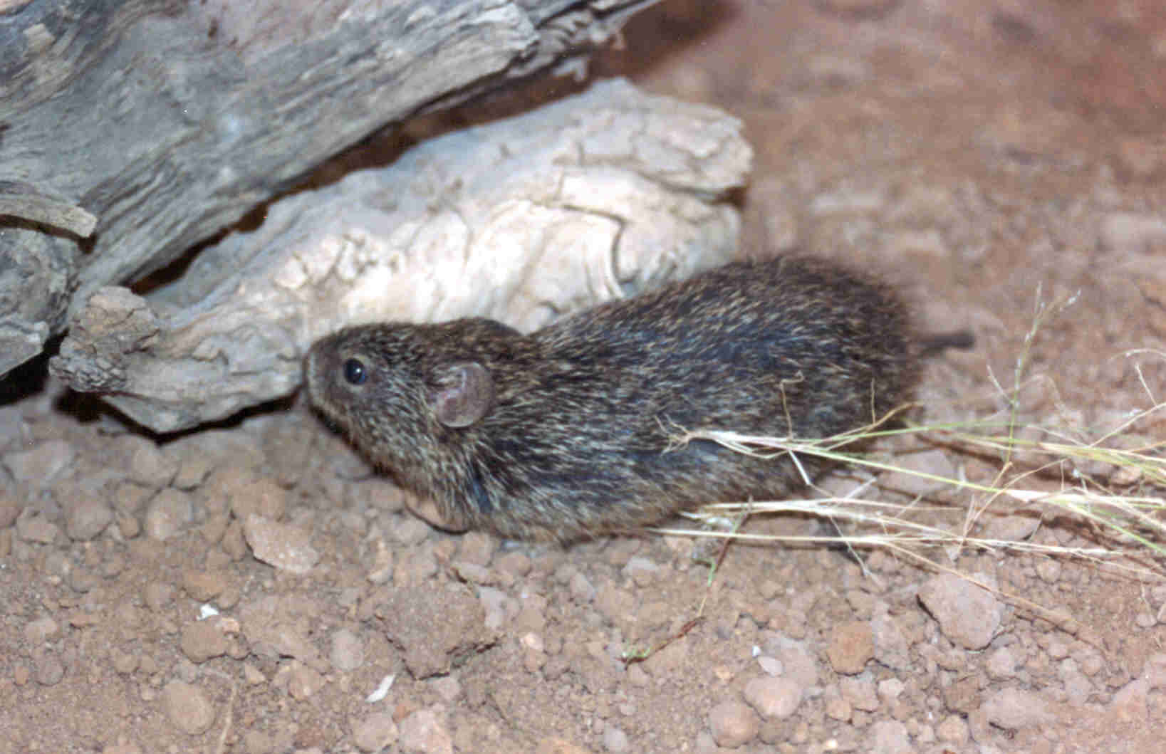 Image of tawny-bellied cotton rat