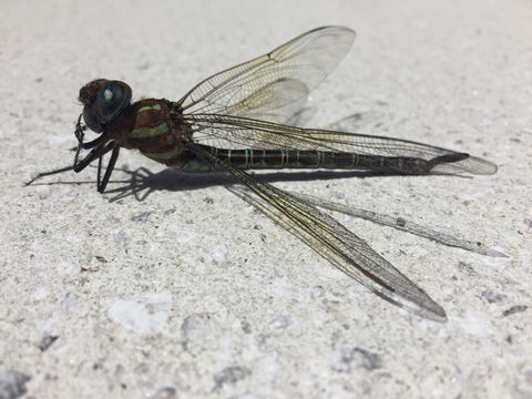 18.https www inaturalist org photos 3476860.580x360