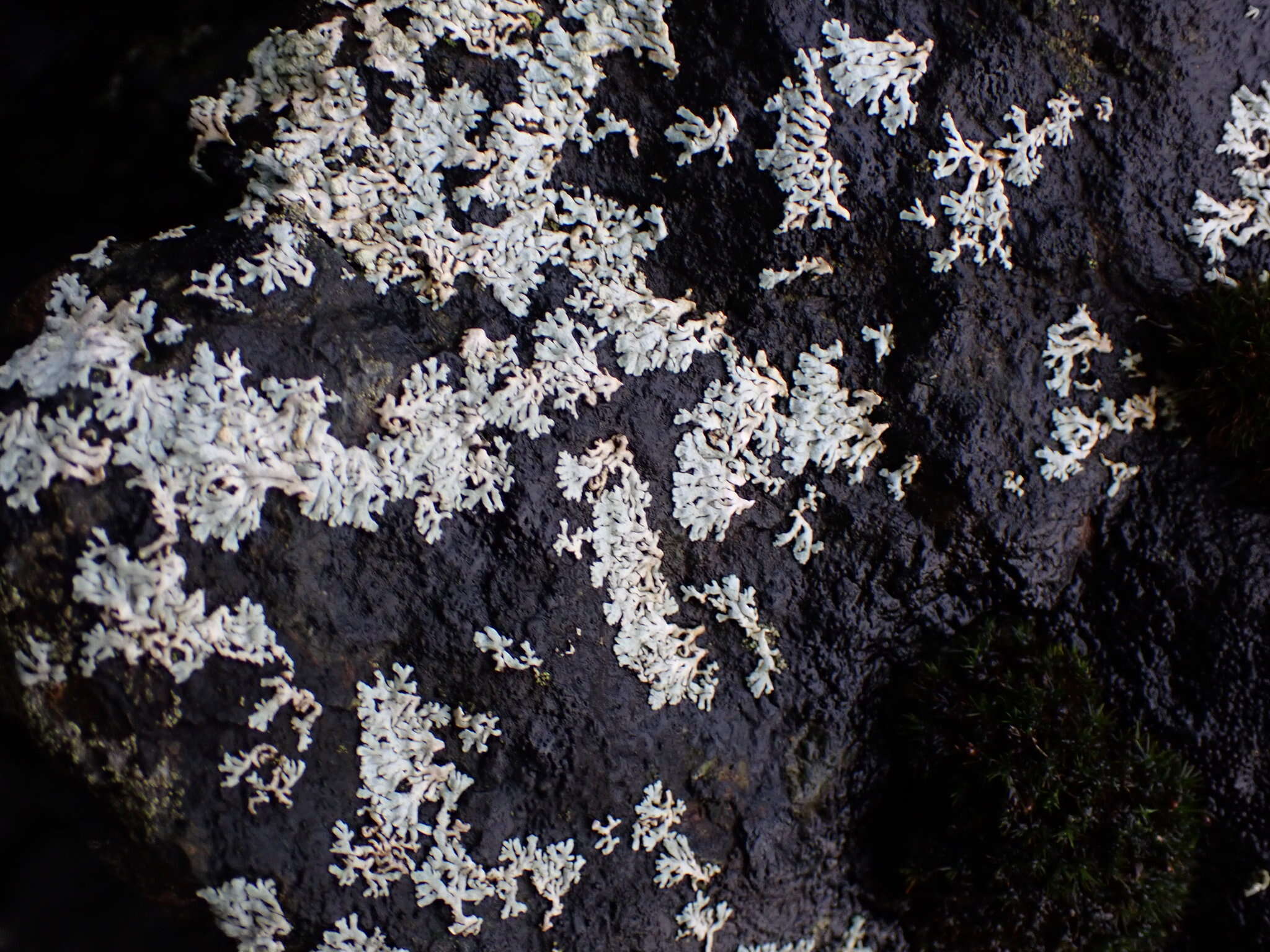 Image of Blue-gray rosette lichen