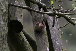 Image of Troglodytes troglodytes (Linnaeus 1758)