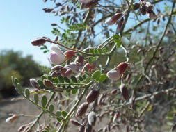 Image of <i>Olneya tesota</i>
