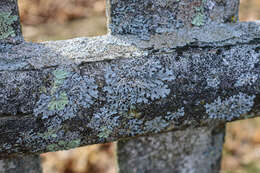 Image of Hammered shield lichen