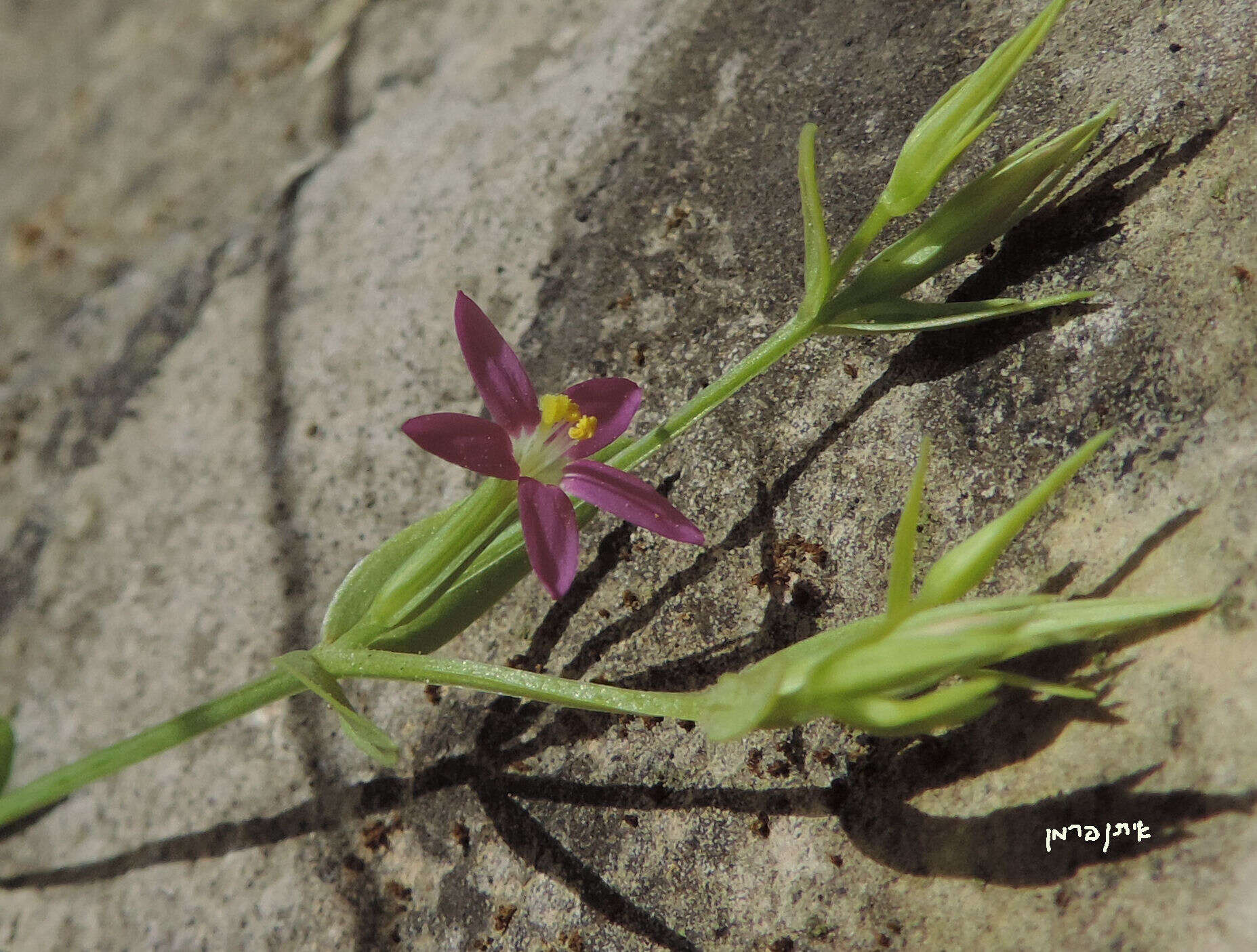 Image of slender centaury