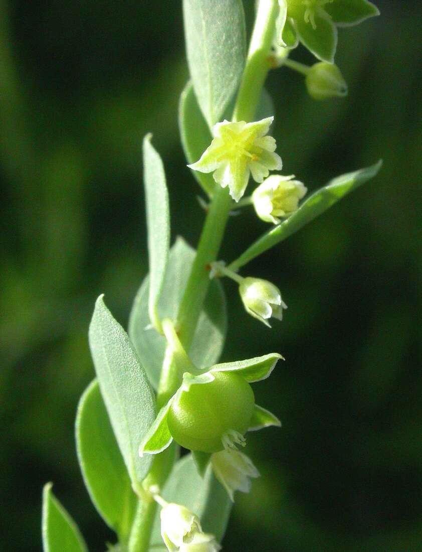 Image of Andrachne telephioides L.