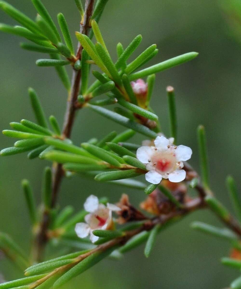 Слика од Baeckea frutescens L.