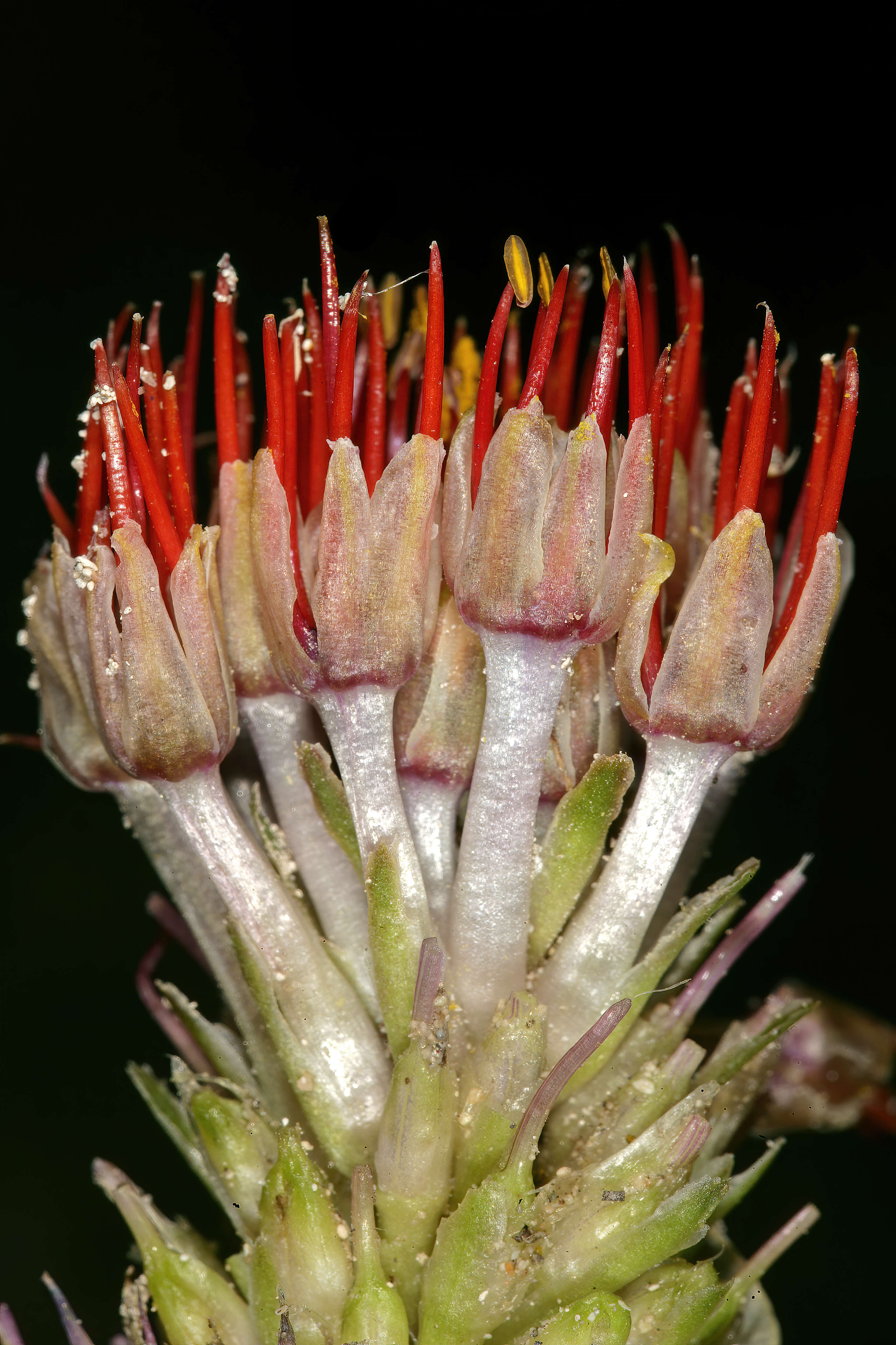 Image of Daubenya zeyheri (Kunth) J. C. Manning & A. M. van der Merwe