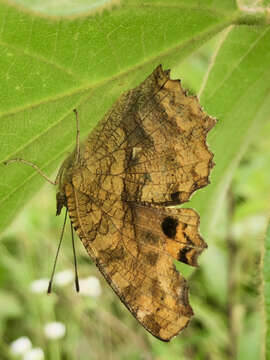 Слика од Polygonia c-aureum Linnaeus 1758