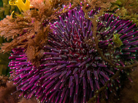 18.https www inaturalist org photos 3480349.580x360