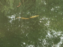 Image of <i>Cyprinus carpio haematopterus</i>