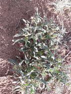 Image of Nonea caspica (Willd.) G. Don
