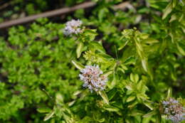 Image of oregano