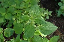 Image de Urtica membranacea Poir.