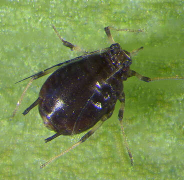 Image of Banana aphid