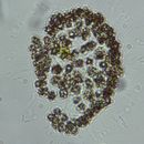 Image of Woronichinia naegeliana