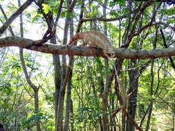 Image of Malagasy Giant Chameleon