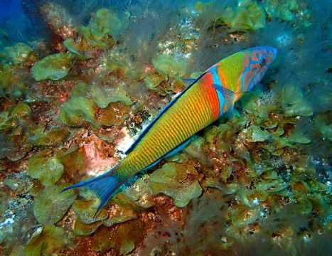 Immagine di Ornate Wrasse