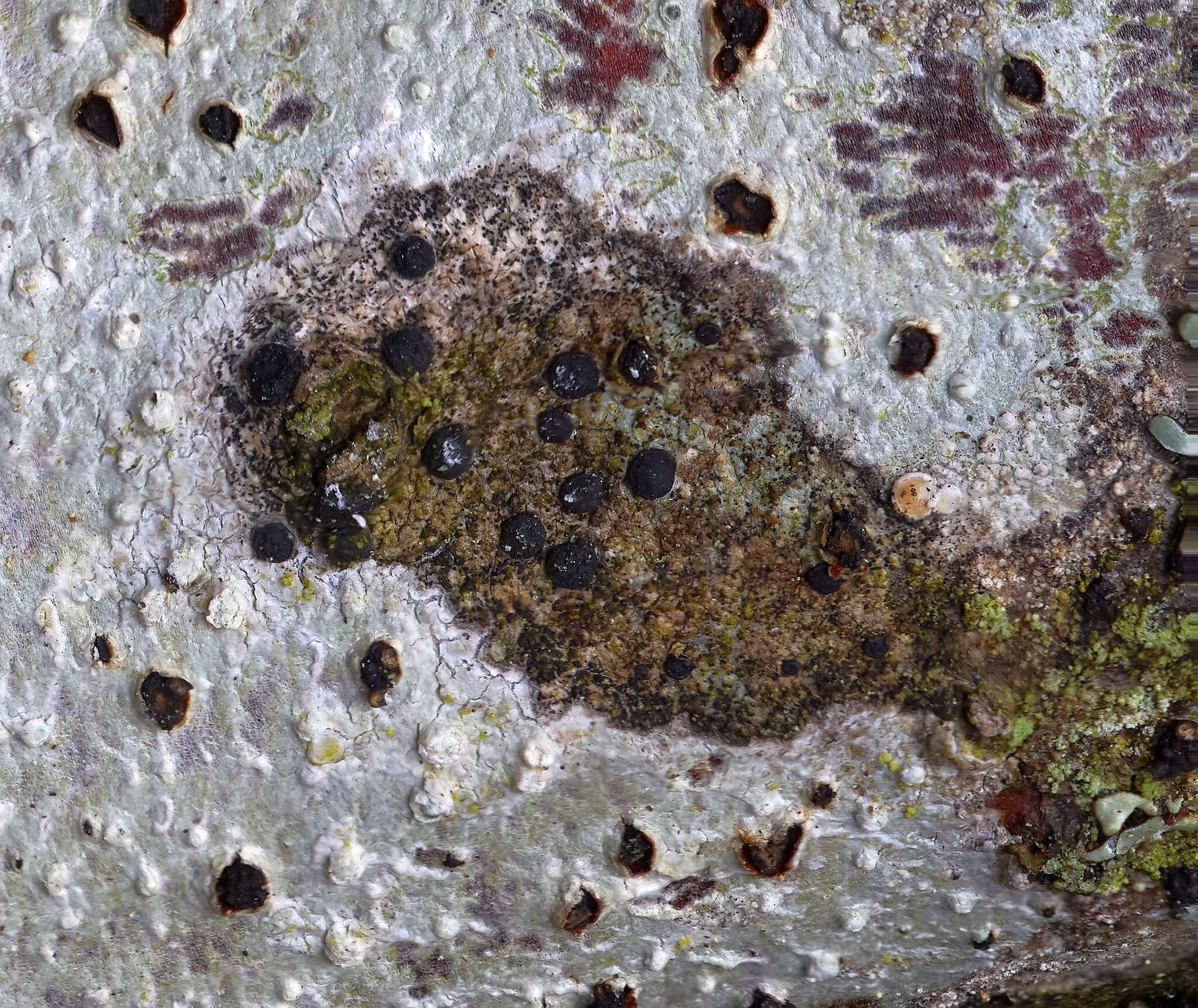 Image of Tiny button lichen