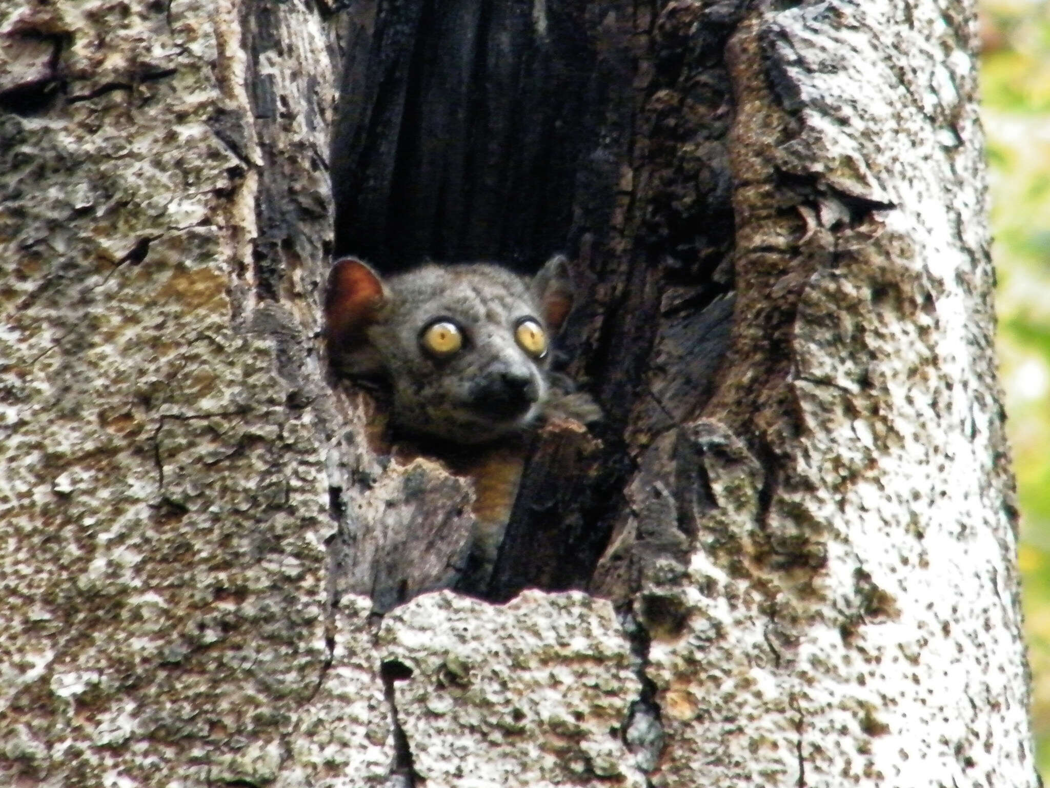 Image of Randrianasolo's Sportive Lemur