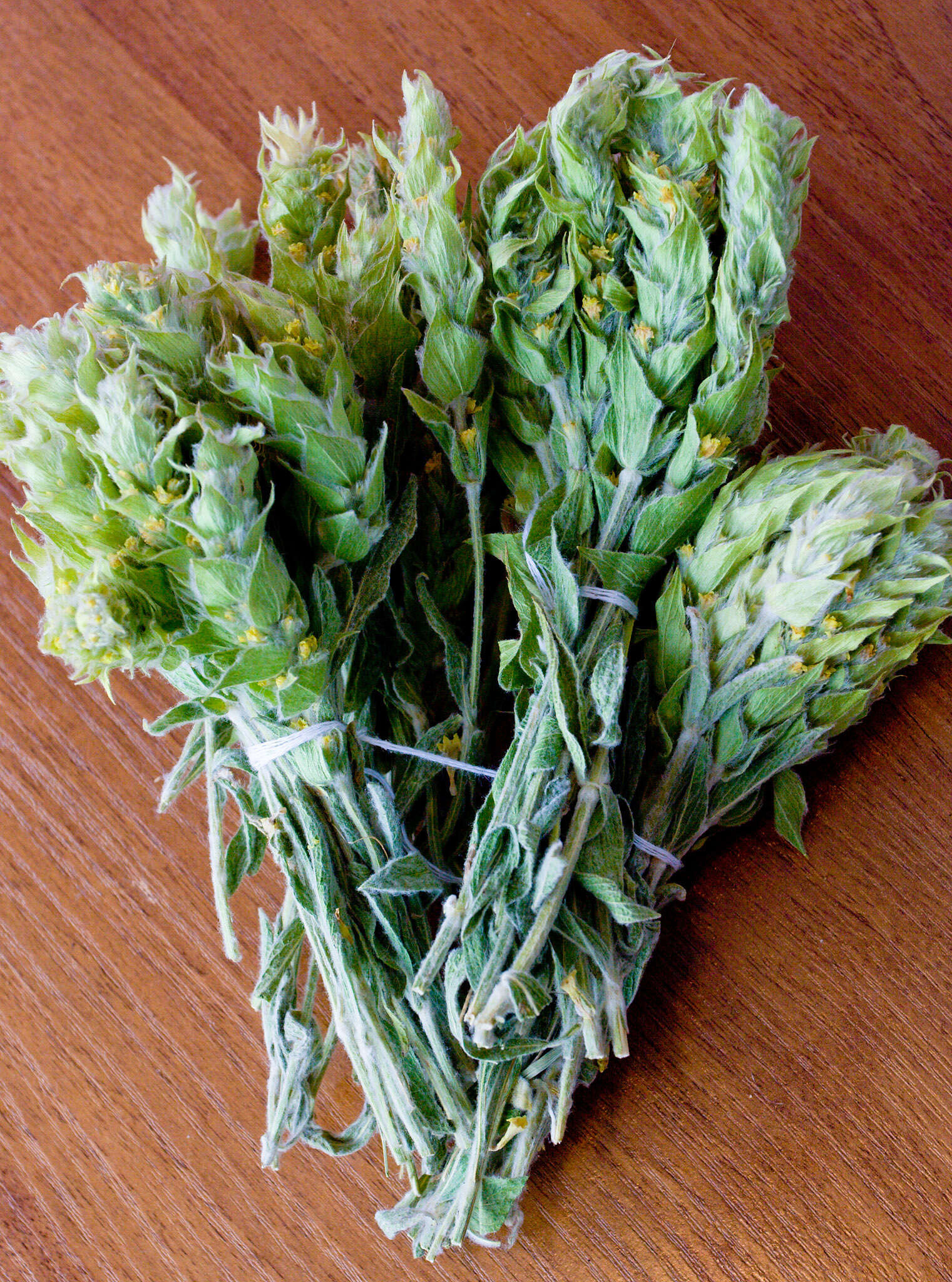 Image of Ironwort