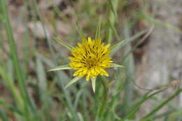 Image of yellow salsify