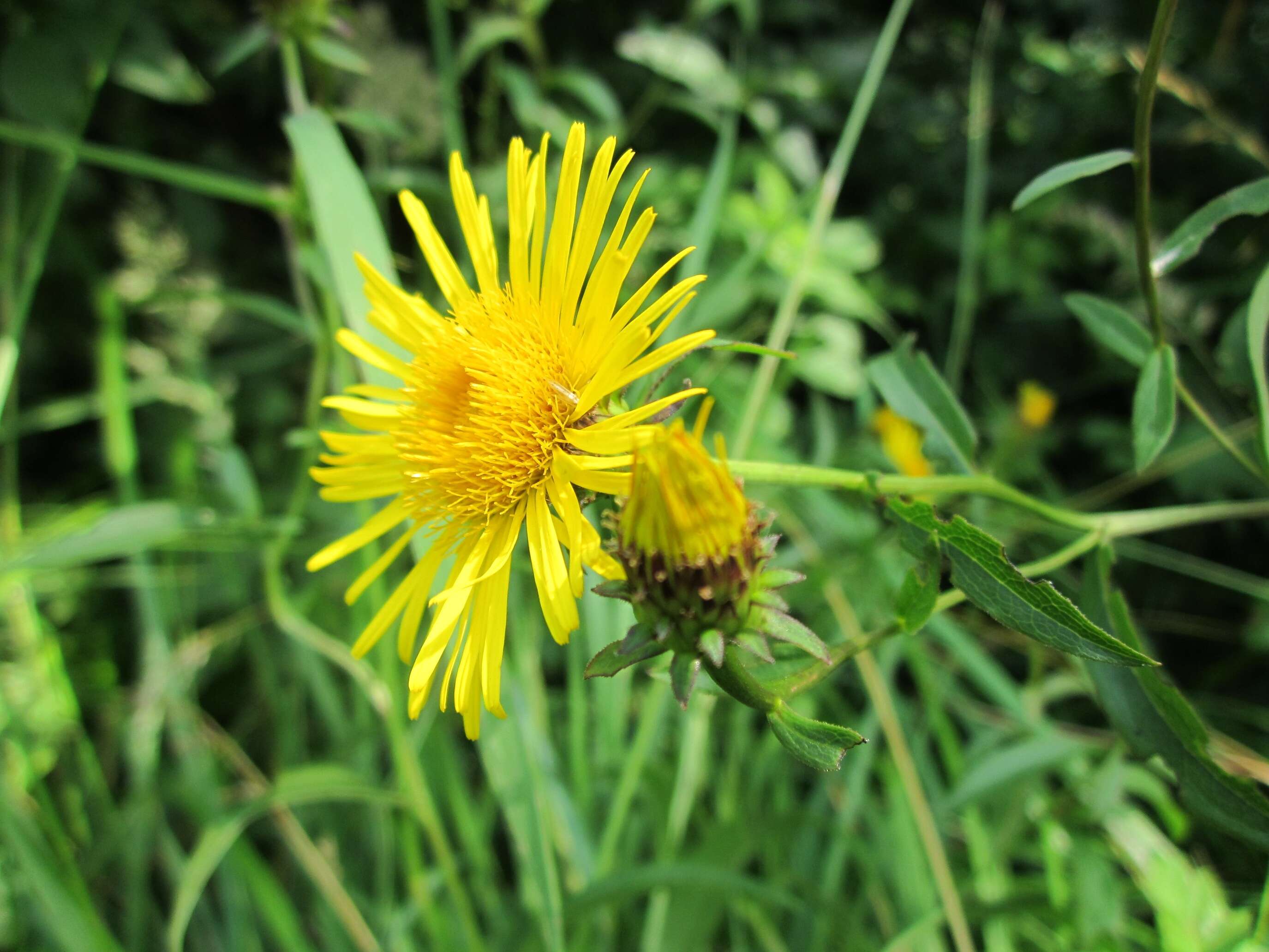 Image of Inula salicina