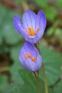 Image of Autumn crocus