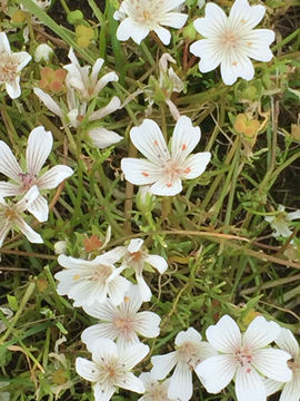 Image of <i>Limnanthes douglasii rosea</i>