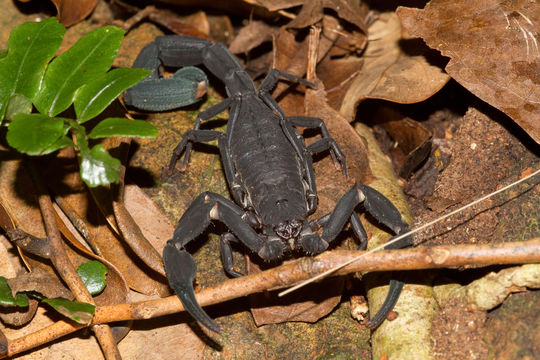 Image of <i>Tityus pachyurus</i> Pocock 1897
