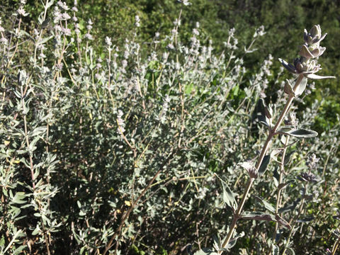 Image of <i>Salvia leucophylla</i>