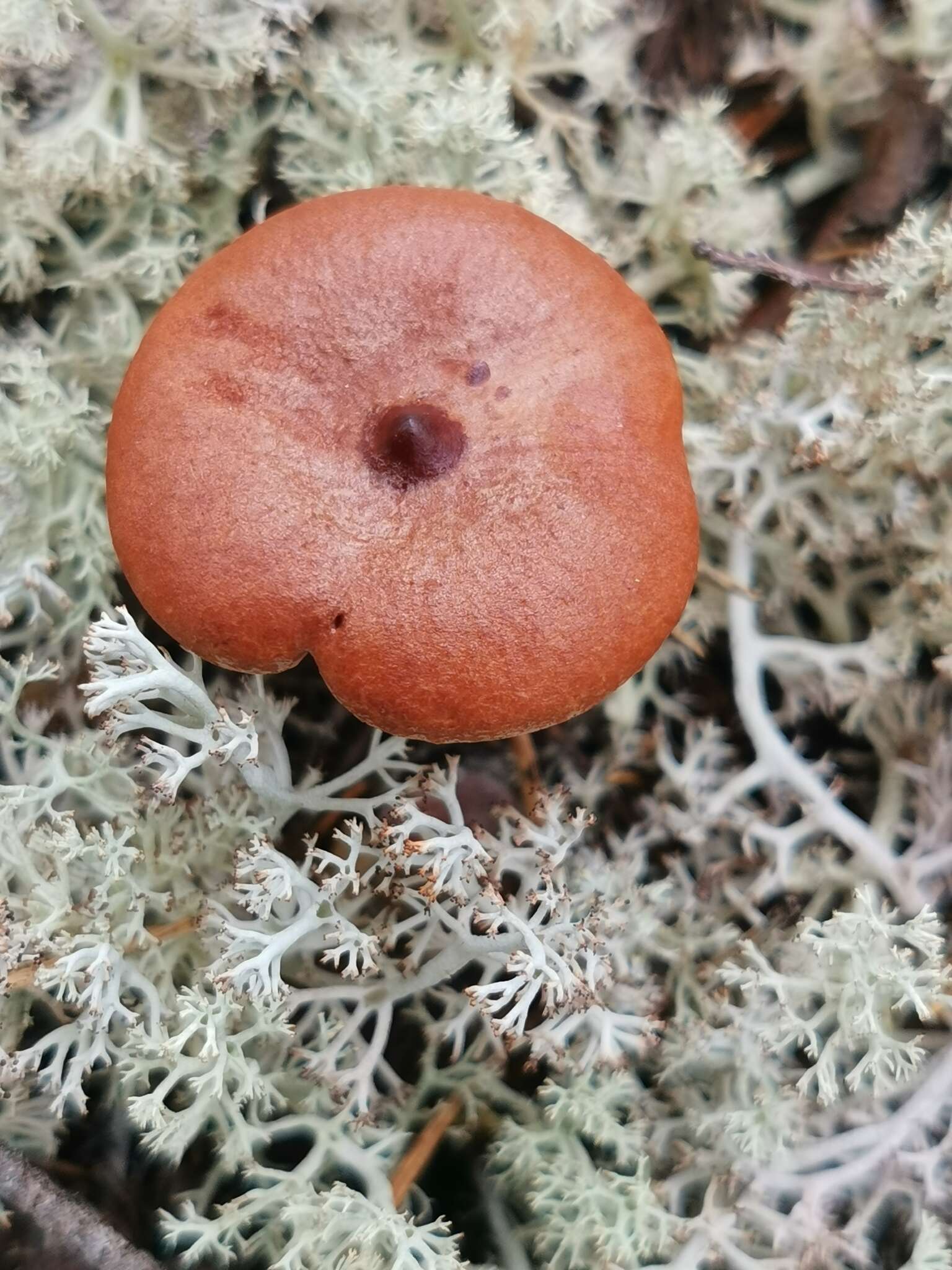 Image of Rufous Milkcap