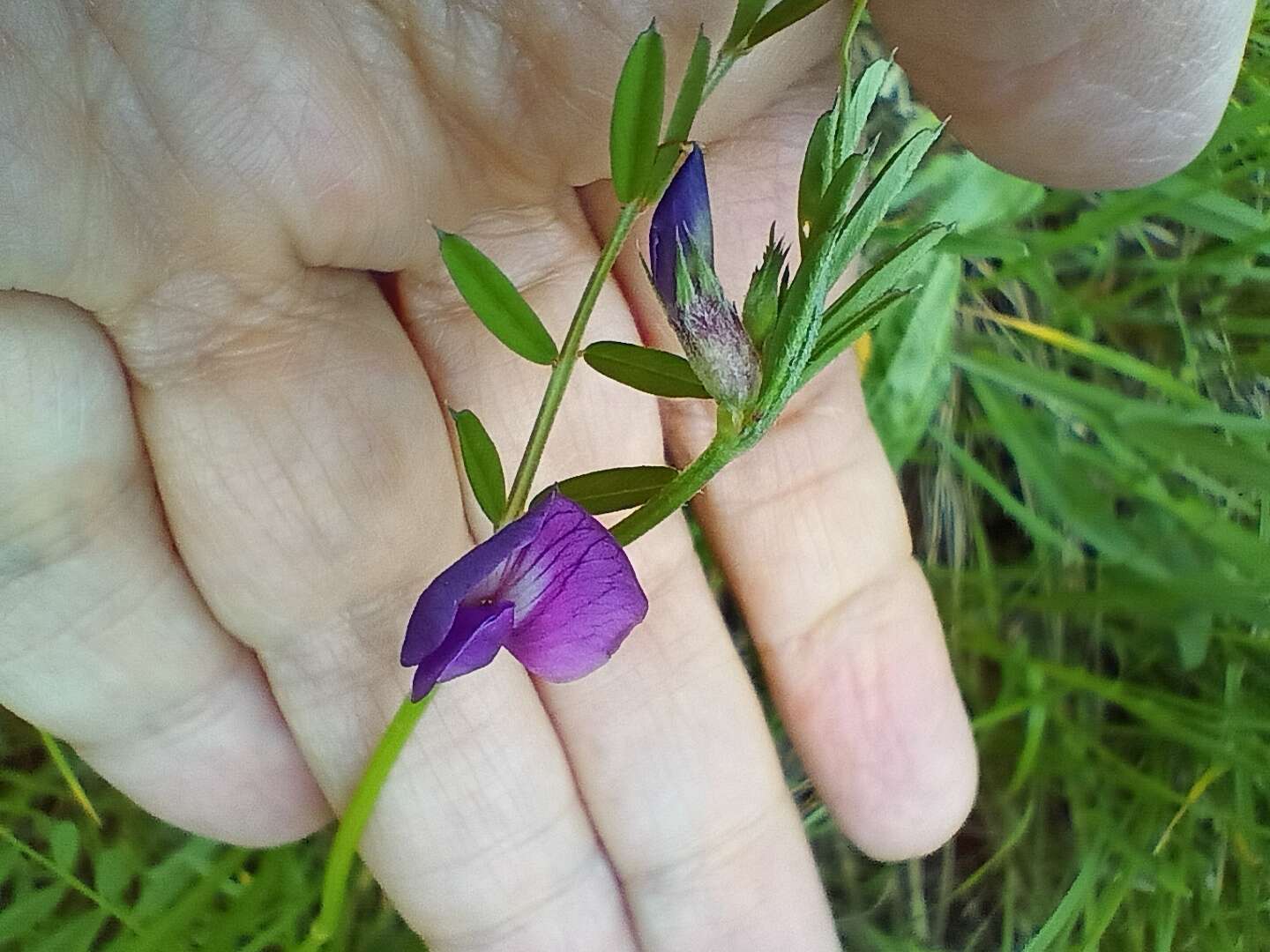 Image of Common Vetch